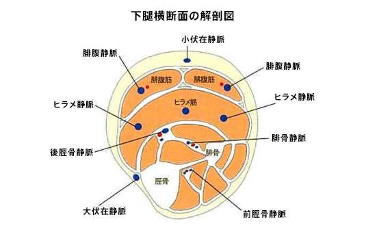 Chapter 1 下肢静脈検査の手順と所見