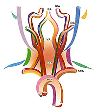 頸動脈の解剖とエコー像