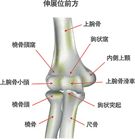 肘関節の解剖（右肘）
