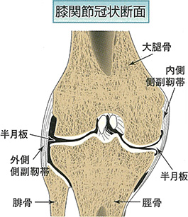 膝関節の骨および靭帯・腱の解剖