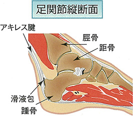膝関節の骨および靭帯・腱の解剖